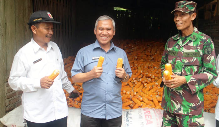 Tunda Jual, Kiat Ditjen PSP Kementan Stabilisasi Harga Jagung Banyuwangi